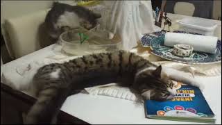 😻🦜🐢🐠#funnyvideo #youtubevideos#kitten#aboneolmayiunutmayin by EFULİNİN CANLARI 51 views 5 days ago 51 seconds