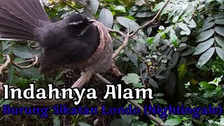 Download Lagu Burung Sikatan Londo (Nightingale) Luscinia megarhynchos MP3