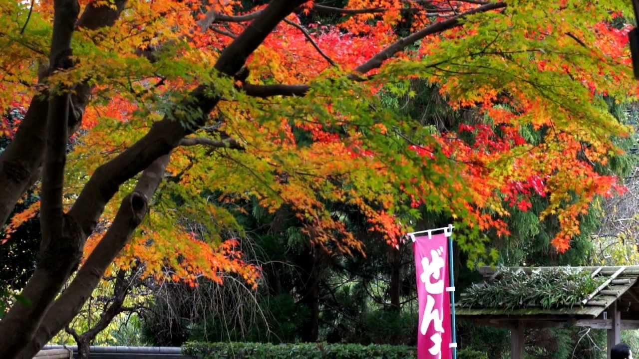 白野江植物公園の紅葉 Youtube 白野江植物公園の紅葉 Youtube
