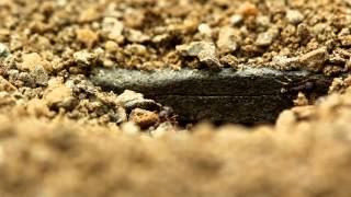 Ants are expanding their nest. by polakpola 277 views 11 years ago 7 minutes, 19 seconds