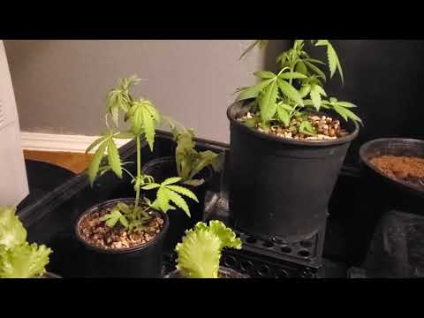 Day 25 of auto Compassion Lime CBD coco led grow