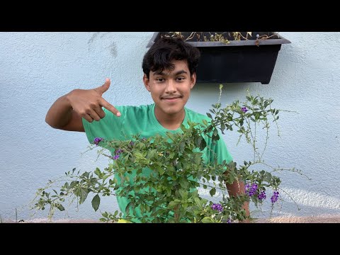 All Things About The Duranta Tree!💜✨🌿//Ultimate Gardening