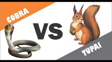 PERTARUNGAN SENGIT " TUPAI VS COBRA "