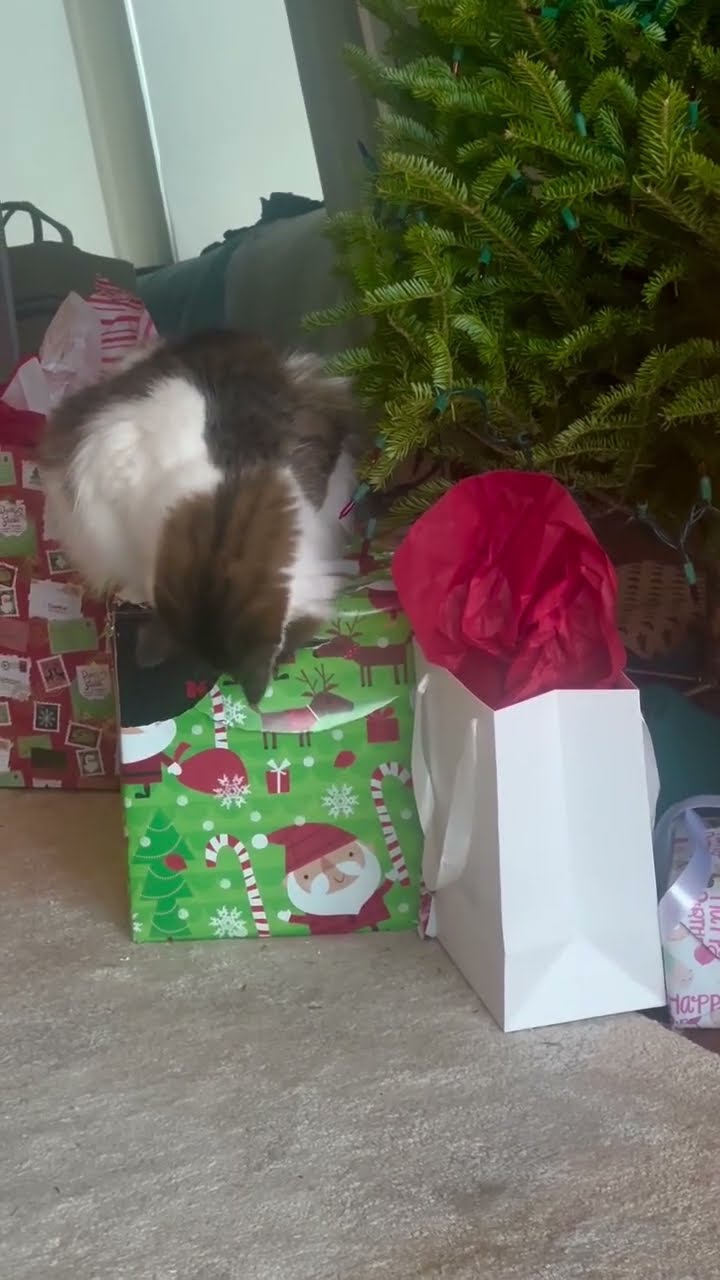 Funny  kitten