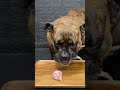 MUKBANG ASMR Dog eating Raw Meats ＆ bones  【American Bully】#shorts