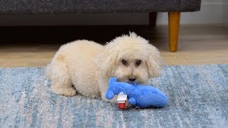 Hear Doggy Silent Squeaker Toys | Chewy