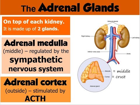 Adrenal Glands