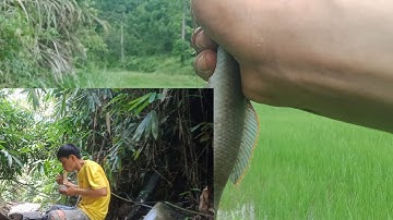 Hoa chuối rừng nấu mì tôm ăn uống ở thác nước suối trong rừng, quay lại cánh đồng bìa rừng mót cá