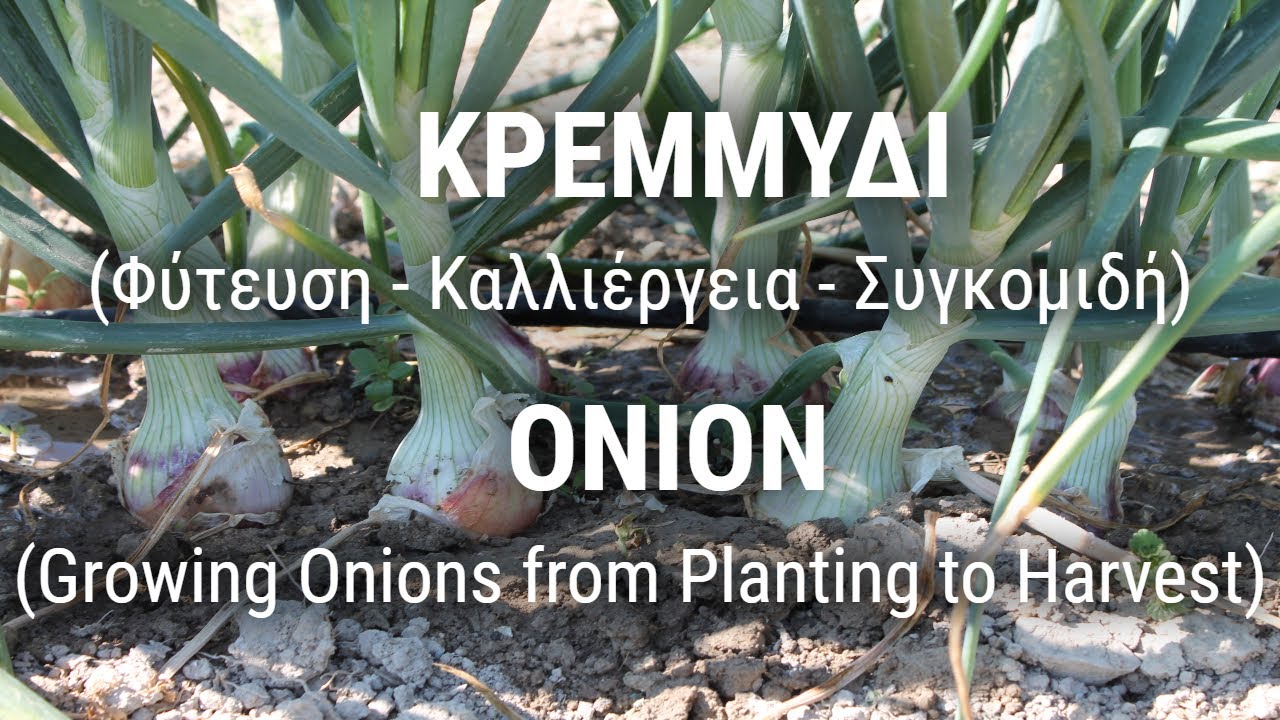 ΚΡΕΜΜΥΔΙ (Φύτευση - Καλλιέργεια - Συγκομιδή)
