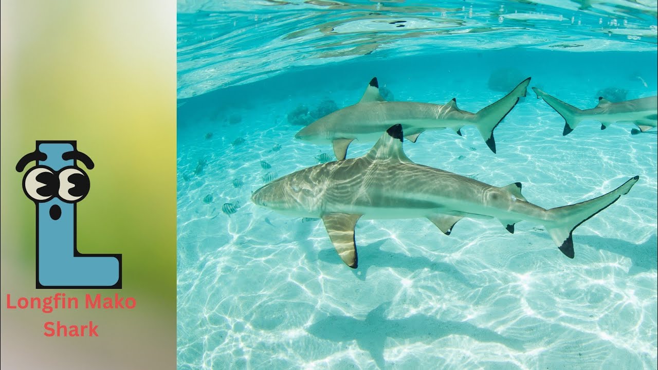 Learn Ocean Animal Names | ABC Sea Animals song | Most Popular Sea Creatures | Alphabets Kids Song