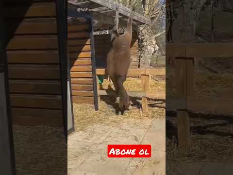 Eşek Takla Atarsa