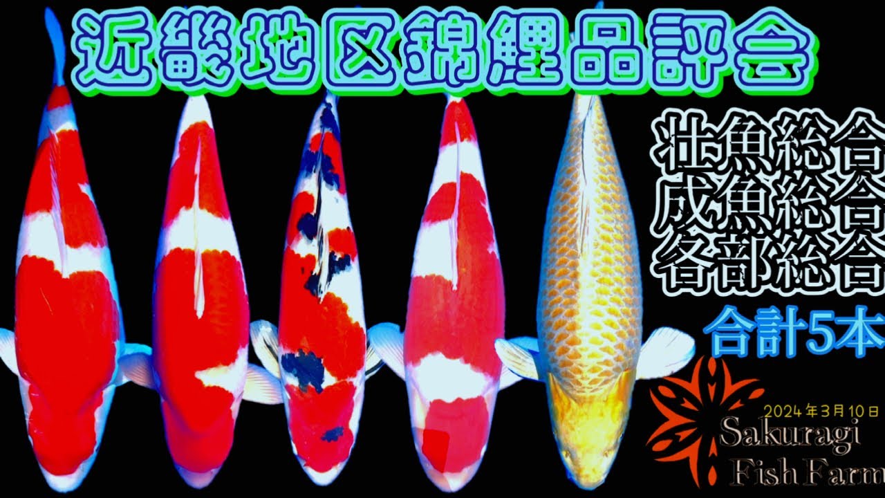 【近畿地区錦鯉品評会】2024年 壮魚総合・成魚総合・最優秀特別賞・各部総合優勝2本 計5本受賞 #鯉 #錦鯉 #品評会 #錦鯉品評会 #愛鱗会  #koi #nishikigoi #koishow