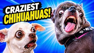 The CRAZIEST Chihuahuas Ever! 