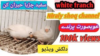 Wait Farinch Kubsurat Bird Niraly Shoq Subscribe 1112023