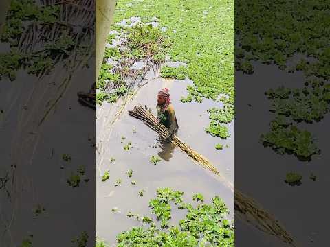 Life is not easy 🥹🥲 #shorts #viral #youtubeshorts #shortsfeed #village #farmer #hardlife #reels