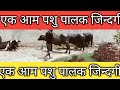 एक आम पशु पालक की ज़िंदगी? #cow #dairyherd #dairyproducts #animals #baffalo #dairyfarm#shorts
