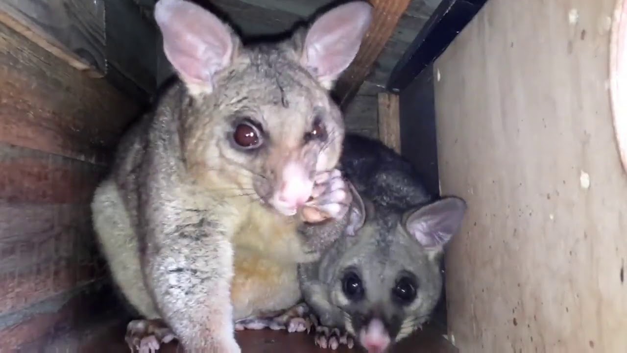 Momma Possum Shares Grapes With Her Baby YouTube