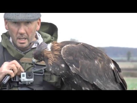 The Golden Eagle At The Grafton Hunt What A Life