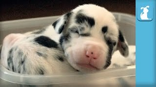 Tiny Great Dane Puppies In Tupperware - Puppy Love