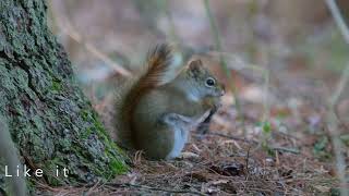 Nutty Squirrel in the Forest by Birdy Photography 152 views 1 month ago 2 minutes, 50 seconds