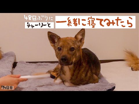 48日ぶりに居間でチャーリーと一緒に寝てみたら…