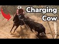 Roping a Mean Cow GONE WRONG! (Desert Cattle Drive)