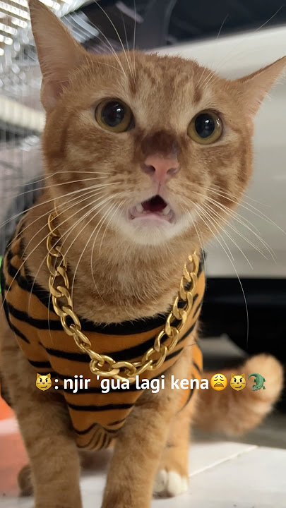 Moyong is just barking 🤣🤣 #shortvideo #cat #viralvideo #cutecat