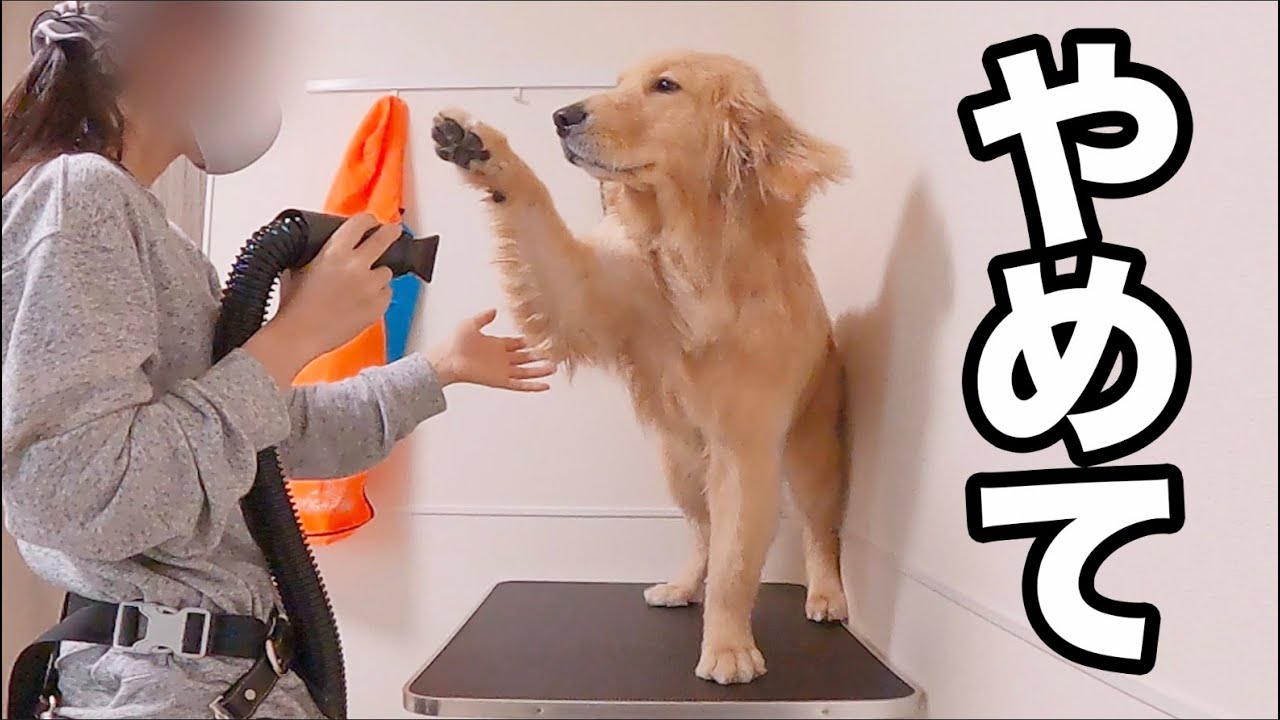 【お風呂】【自宅トリミング】アラサー独身女×ゴールデンレトリバーの暮らし