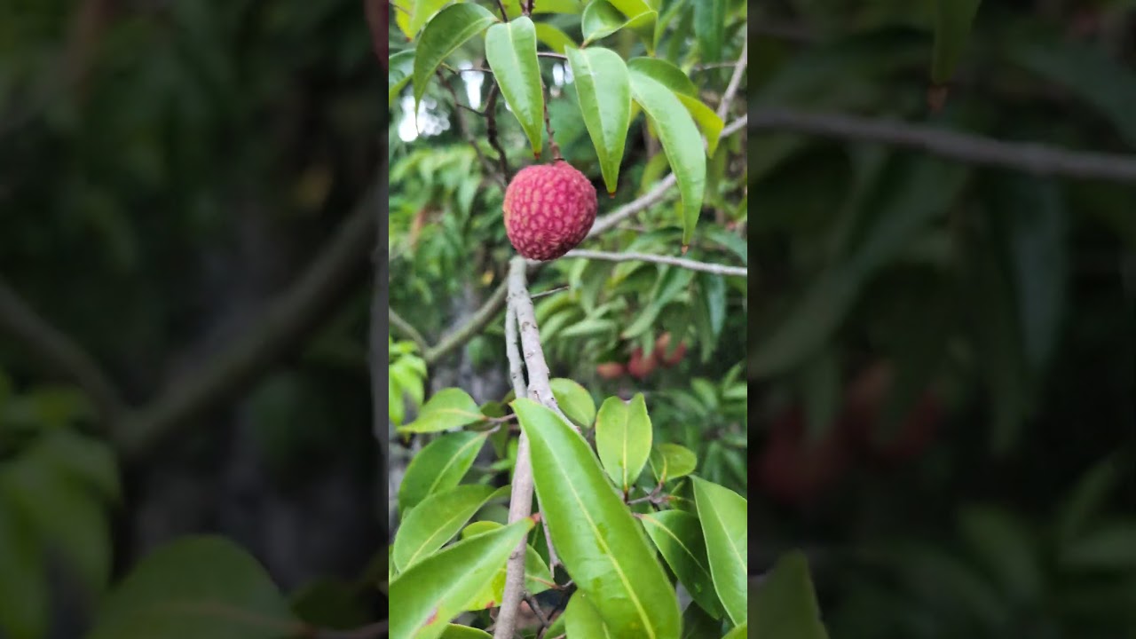 Emperor Lychee's 🍒 