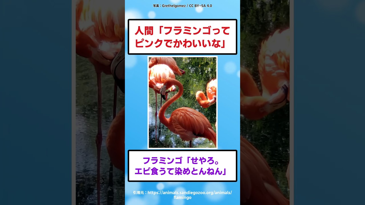 2ch Funny Thread] Flamingo: 