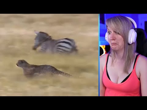 15 Merciless Hunting Moments Of Big Cats Part 1 | Pets House