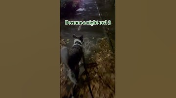 Calm walks with your reactive dog #dogtrainingadvice #shorts