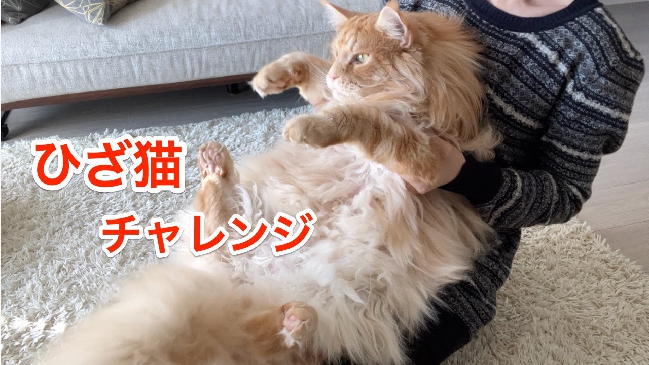 9kg超えの猫がひざ猫したらこうなりました【大きい猫 メインクーン