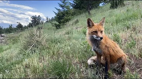 Andy Thorn -- A Fox I Wish I Could Be (Official Mu...