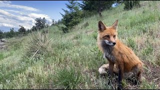 Video thumbnail of "Andy Thorn -- A Fox I Wish I Could Be (Official Music Video)"