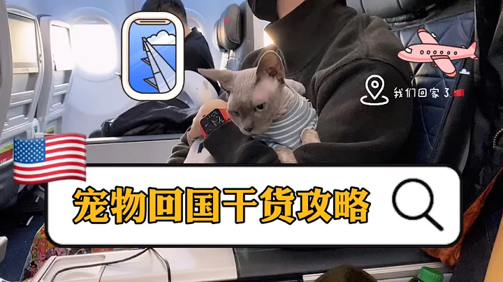 干货｜如何带猫/狗去中国🇨🇳 最全面最彻底的宠物回国全攻略2021🐱🐶，入境需要准备的所有文件以及上飞机要准备什么，路途中如何照顾你的宝贝。 - 天天要闻