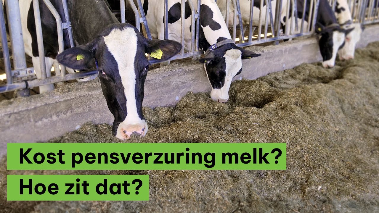 Hoe zit dat?! Pensverzuring kost melk