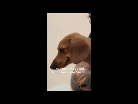 Video: Vet har ett viktigt meddelande när hunden nästan dricker i snabbflyttande vatten