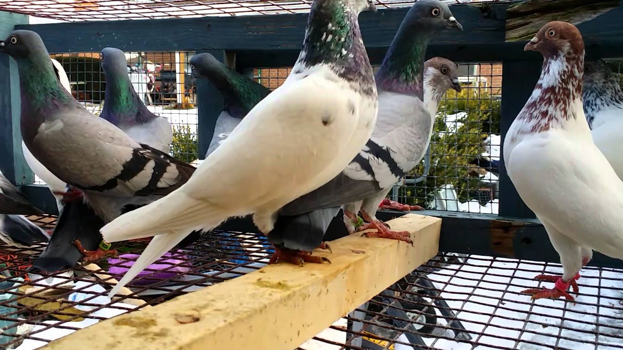 budapest high flyers youtube budapest high flyers pigeons for sale
