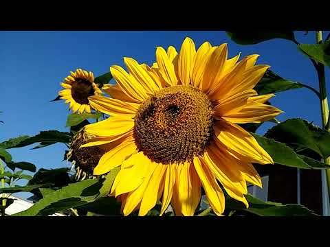 Video: Hvordan Man Laver Bright Sunflower Salat