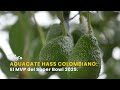Aguacate Hass Colombiano: El MVP del Super Bowl 2025 - TvAgro por Juan Gonzalo Angel