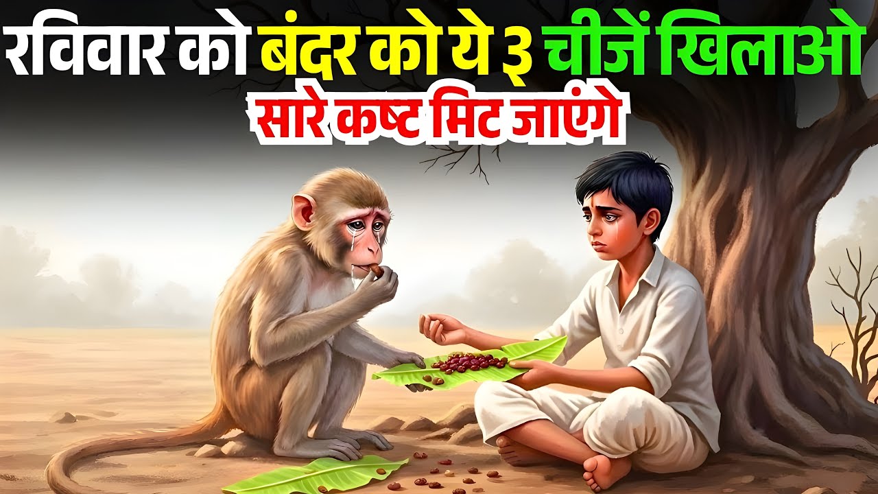 रविवार के दिन बंदर को ये ३ चिजें खिलाने से जीवन के सारे कष्ट मिट जाएंगे। | Bodhi Path