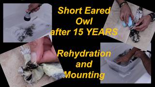 Short-Eared Owl. How to rehydrate and mount.