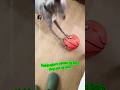 #dog nakipaglaro sa akin ng #bola#shortvideo //AnelynAnac