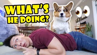 Didn't Know My CORGI'S Reaction When I'm Unresponsive || Life After College: Ep. 671