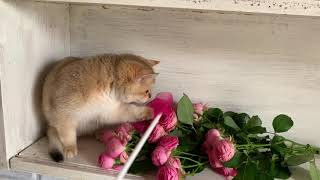 Продажа британских котят золотая шиншилла. Продажа британских котят золотая шиншилла.