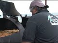 Buc Days BBQ Cook Off