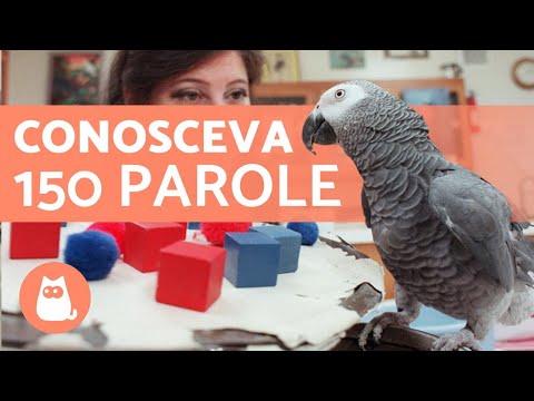 Video: Tutto sui parrocchetti: un animale domestico perfetto per i bambini