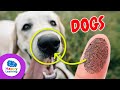 Dog Facts and History Quiz