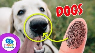 Top 5 CURIOSITIES ABOUT DOGS | Educational Videos for Children- Happy Learning